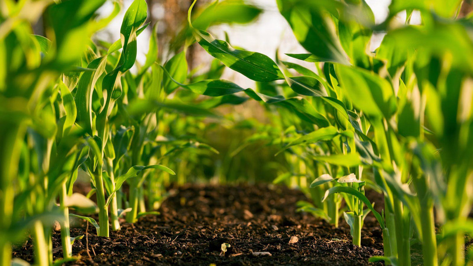 Agritech Infrastructure: Scalable IT and IoT for Autonomous Farming and Soil Analytics 6 Agritech Infrastructure: precision agriculture equipment collecting field telemetry.