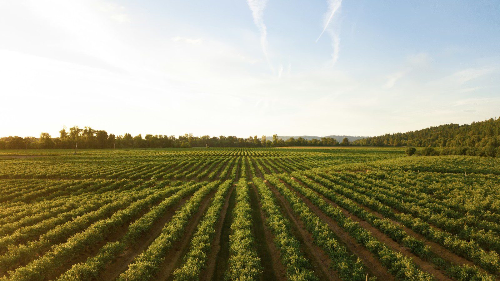 Agritech Infrastructure: Scalable IT and IoT for Autonomous Farming and Soil Analytics 7 Agritech Infrastructure: soil and irrigation monitoring equipment for farm analytics.