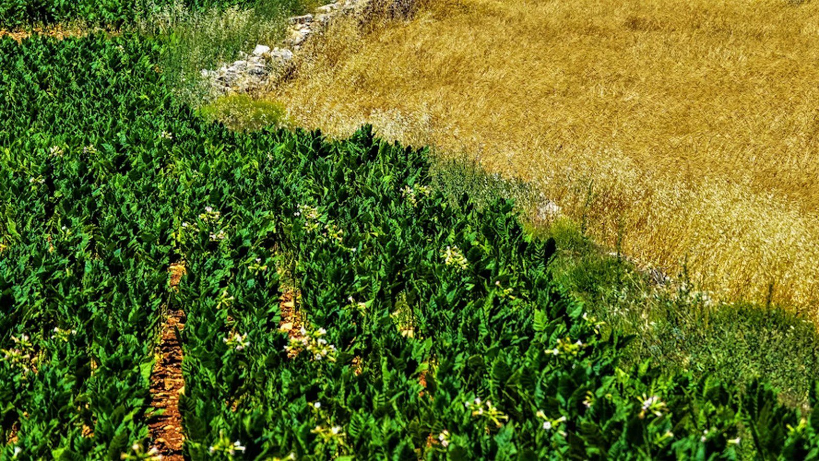 Agritech Infrastructure: Scalable IT and IoT for Autonomous Farming and Soil Analytics 9 Agritech Infrastructure: autonomous farm machinery and robotics data systems.