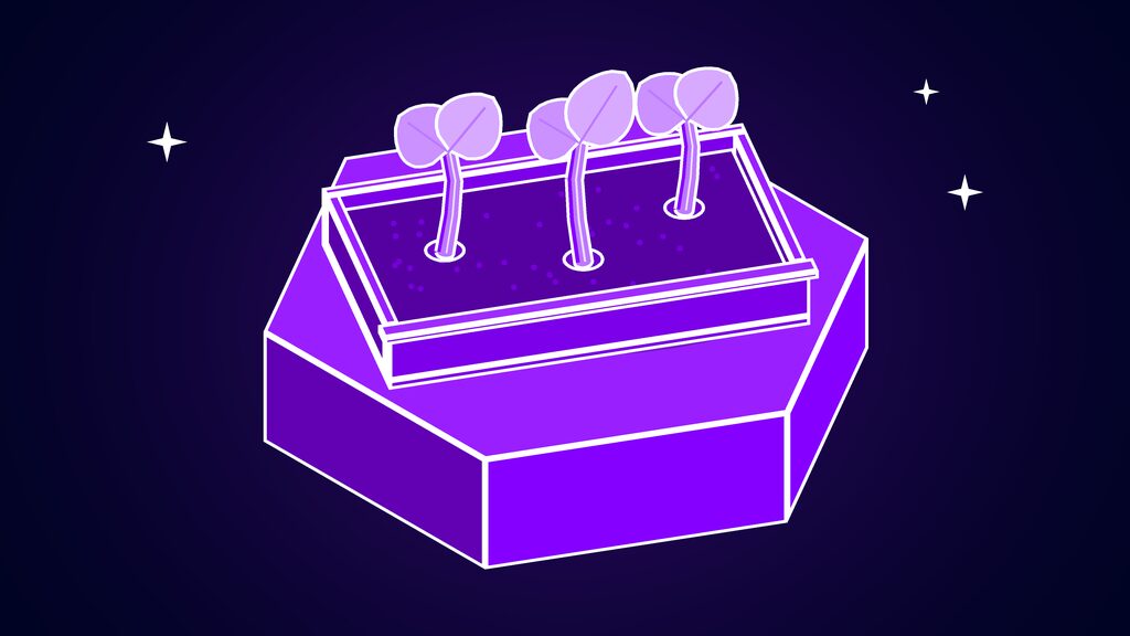 Ndoc early stage shown as a shallow seed tray with soil and three small two-leaf sprouts