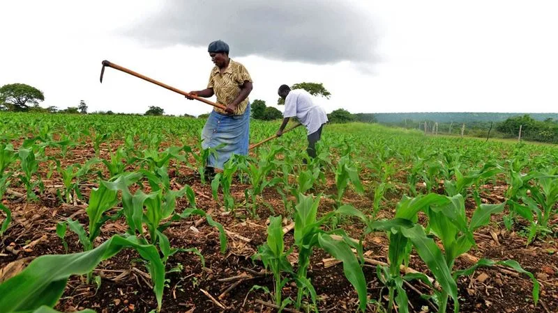 Investigating the Potential of IoT for Smart Agriculture 19 Empowering Small-Scale Farmers