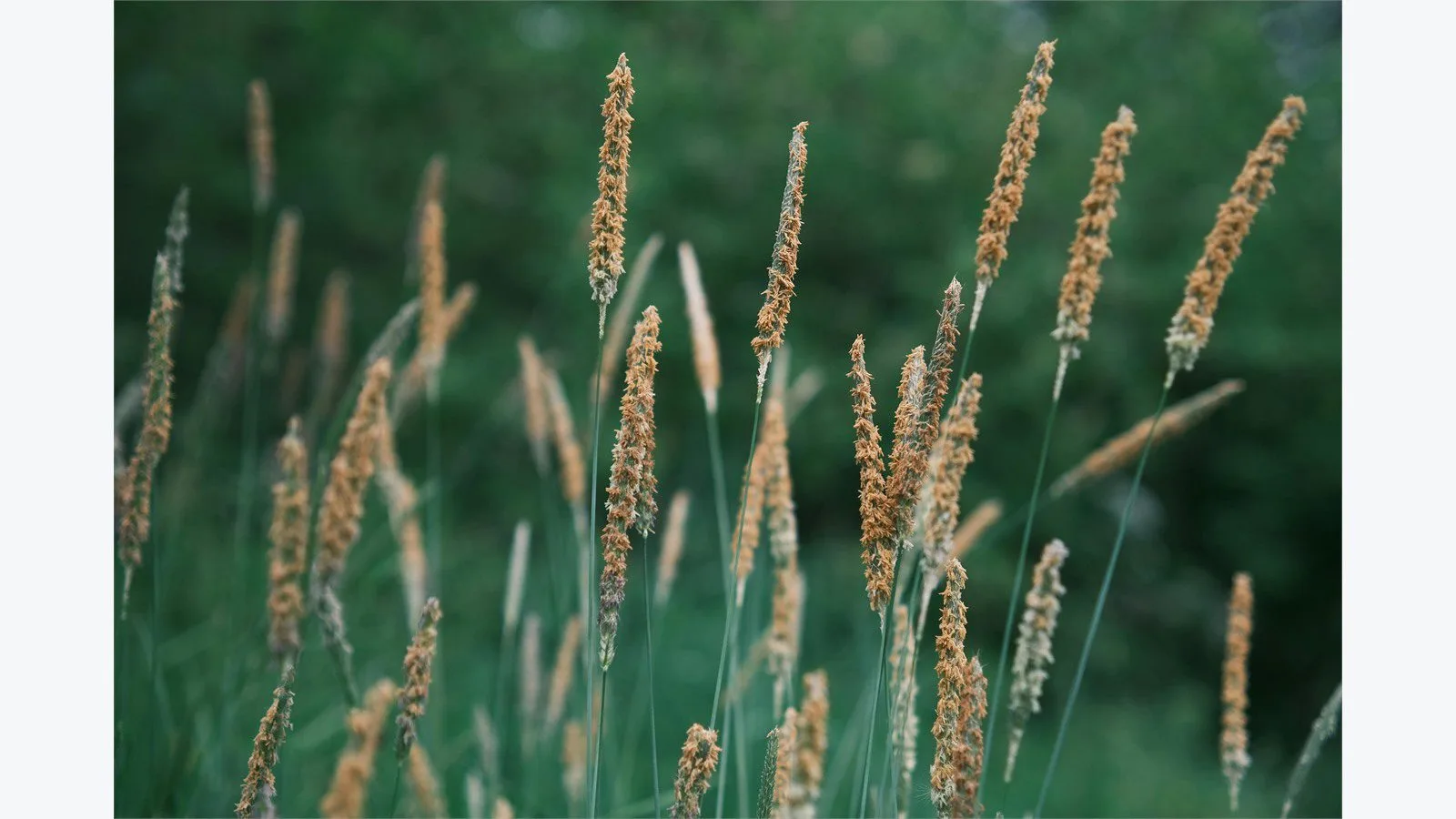 Graswald AI vegetation concept with a serene close-up of meadow grass swaying in green hayfield