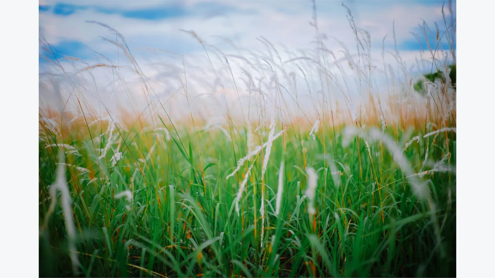 Graswald AI: 7 smart wins for stunning 3D nature scenes 17 Graswald AI FAQ concept with a tranquil view of tall grass swaying gently at sunrise in a meadow