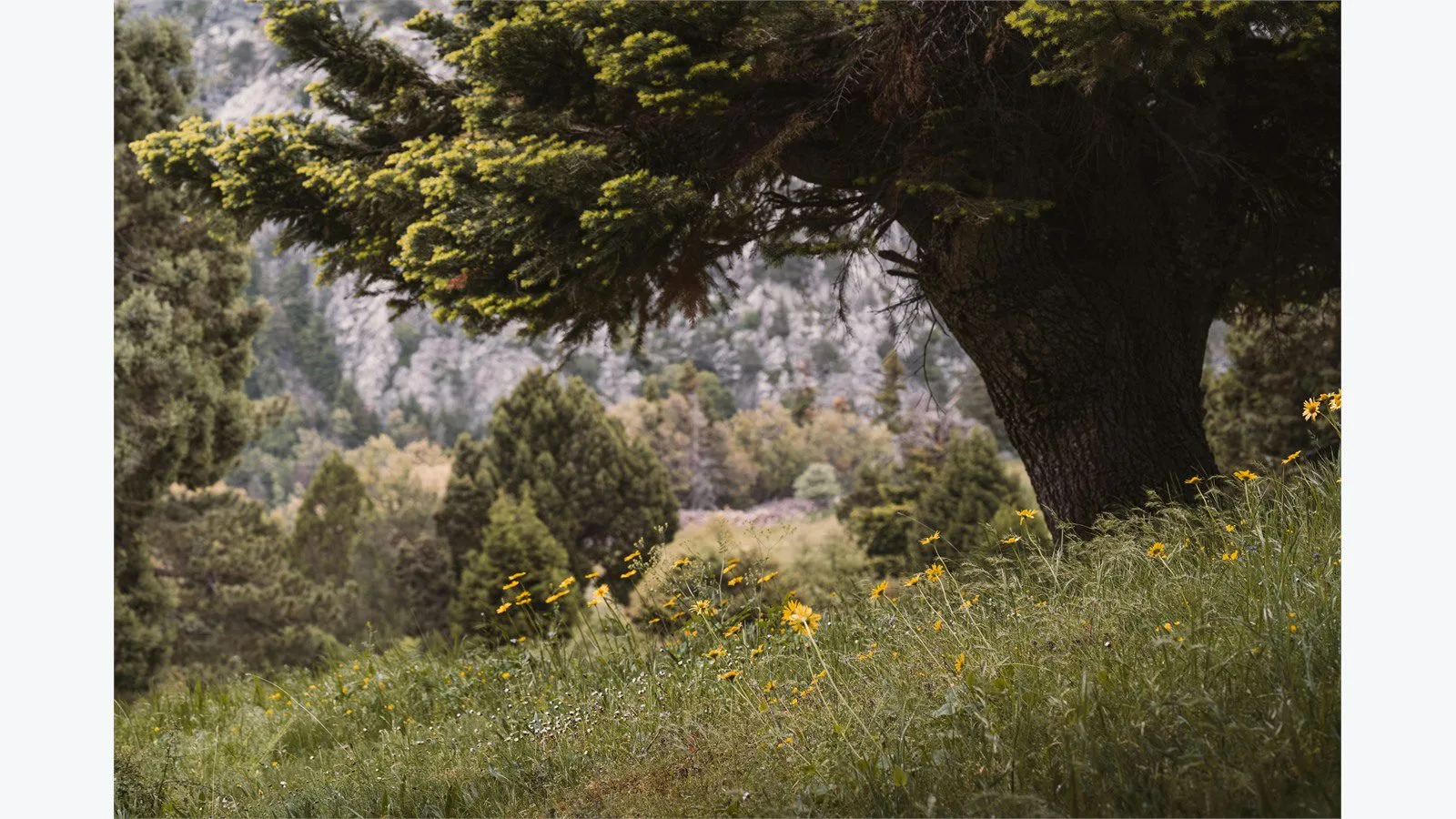Graswald AI: 7 smart wins for stunning 3D nature scenes 11 Graswald AI plant generation concept with a lush meadow and a solitary tree under open sky