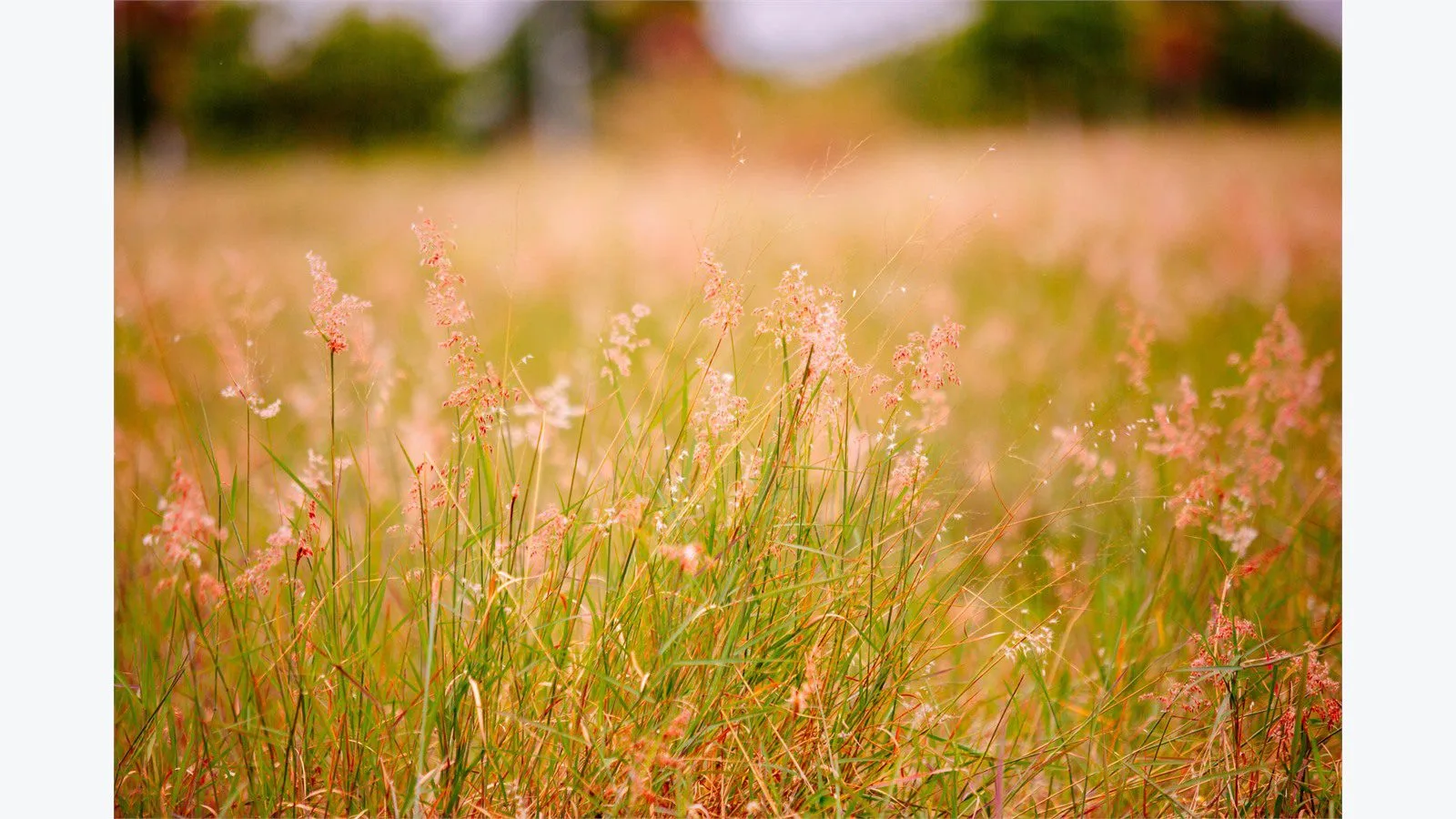 Graswald AI: 7 smart wins for stunning 3D nature scenes 15 Graswald AI risk review concept with a lush field of green grass and pink flowering grasses in daylight