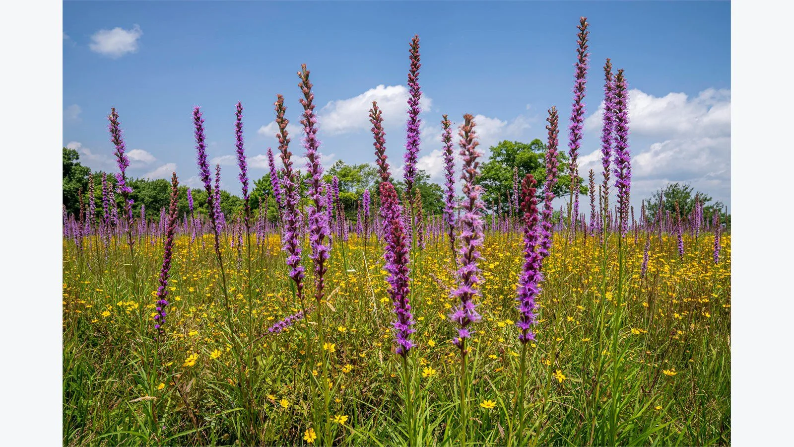 Graswald AI: 7 smart wins for stunning 3D nature scenes 16 Graswald AI audience concept with a colorful meadow of wildflowers under a clear blue sky
