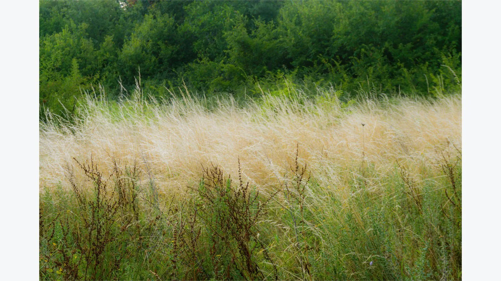 Graswald AI: 7 smart wins for stunning 3D nature scenes 12 Graswald AI environment design concept with a serene meadow of tall grasses swaying in the breeze