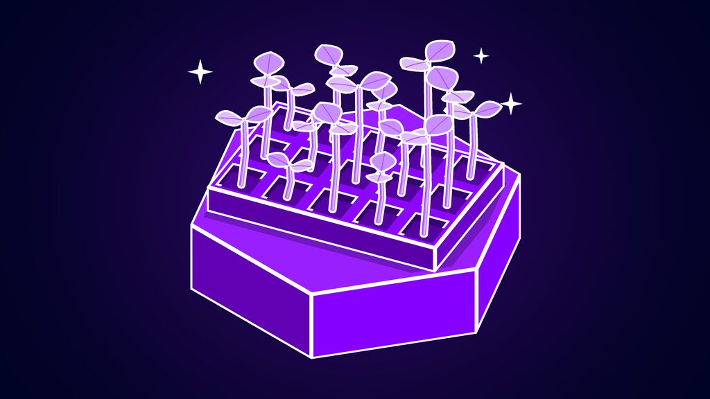 lace framework ai custom decision making software hour d seed tray of seedlings at different heights
